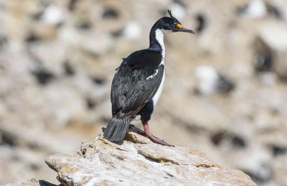 Cormoran Real - islas Falkand o Malvinas 06.jpg